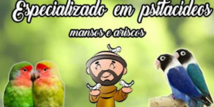 Papa-Capim Fêmea  Pássaros Encantadores