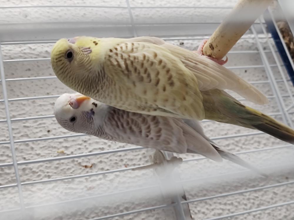 Periquito pode comer pão? Descubra a resposta